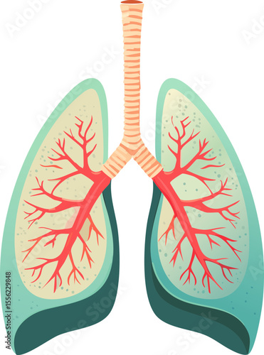 Visuel pédagogique sur le système respiratoire