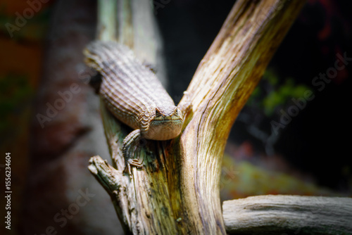 Little egernia posing for the camera.	
