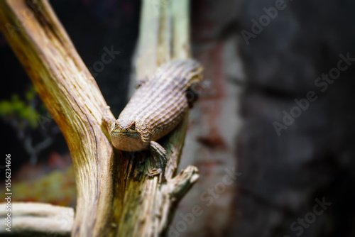 Little egernia posing for the camera.	
