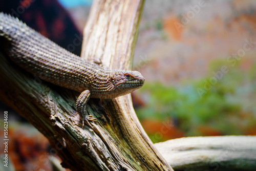 Little egernia posing for the camera.	
