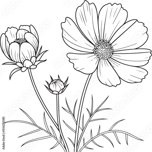 Blooming cosmos flowers with delicate petals and foliage, hand-drawn black and white botanical line art illustration