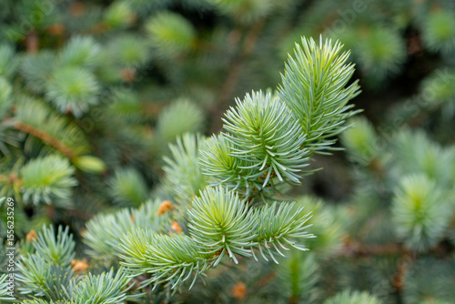 Blue spruce branches in the garden, texture of needles of a Christmas tree