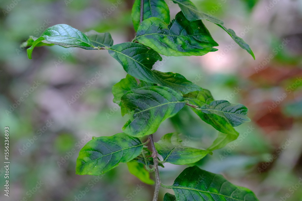 Obraz premium Close-up of Leaves in Pretoria National Botanical Gardens