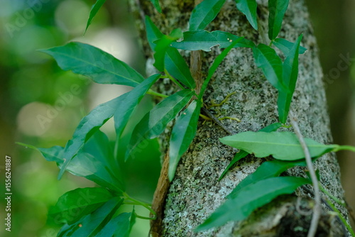 Leafy Vine on Tree
