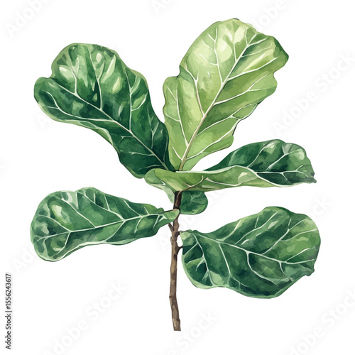 watercolor of A Fiddle Leaf Fig Plant, vector, isolated on a white background.