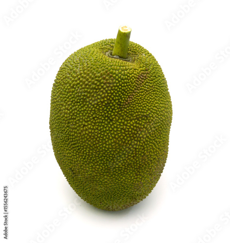 Close-up of unripe Jackfruit growing on tree