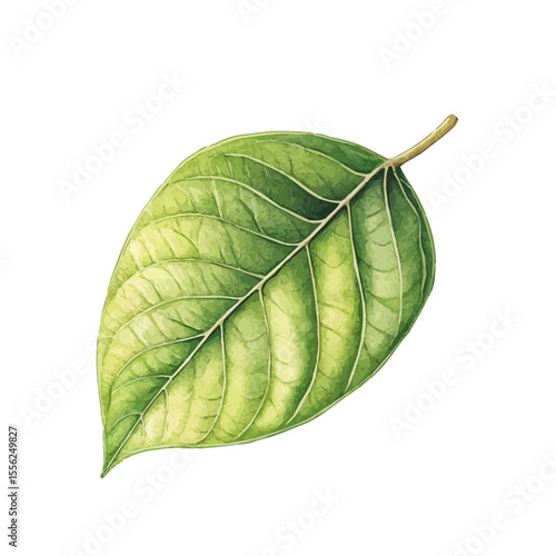 A Dogwood Leaf, watercolor painting vector, isolated on a white background.