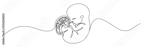human embryo connected to placenta