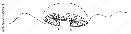 mushroom with gills from below view