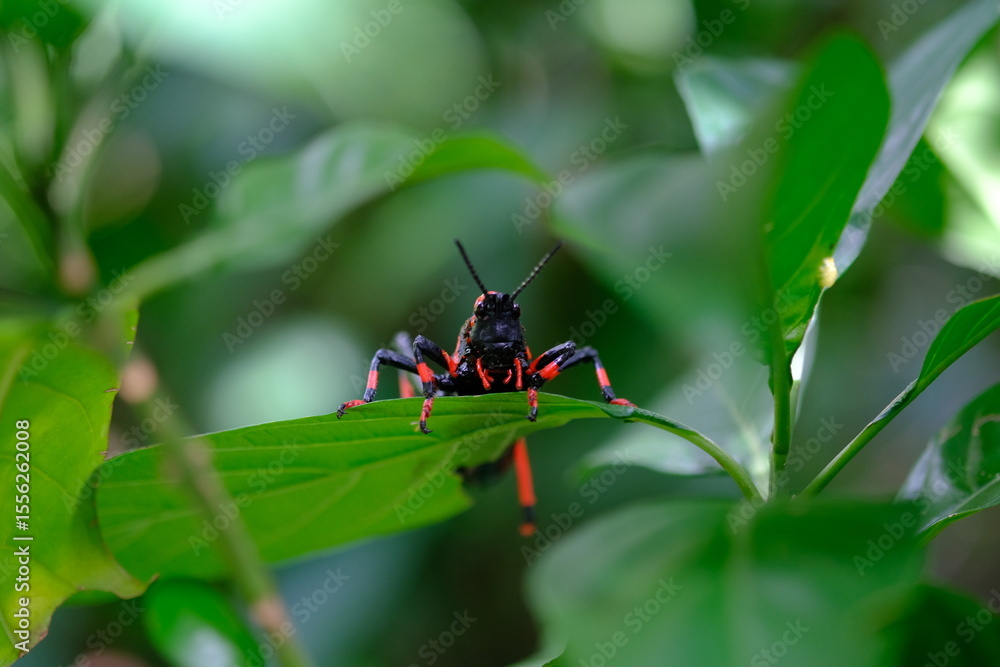 Naklejka premium Insect on Leaf