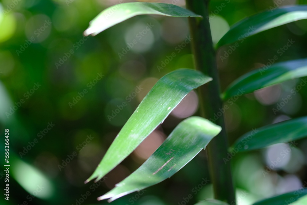 Obraz premium Close-up of Green Leaves in Sunlight