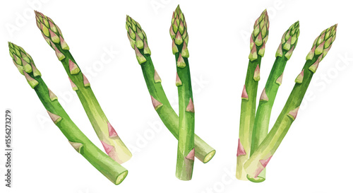 Three Clusters Of Vibrant Green Asparagus Spears Rendered In A Watercolor Style Showcasing Delicate Hues And A Fresh Organic Aesthetic Against A Clean White Background Evoking