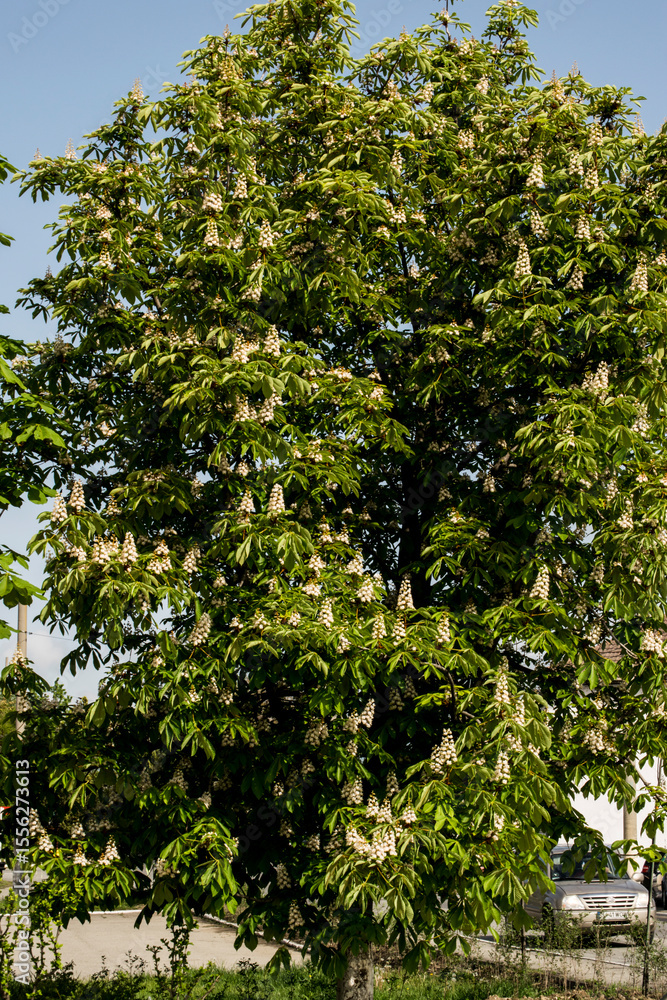 Fototapeta premium tree in the park