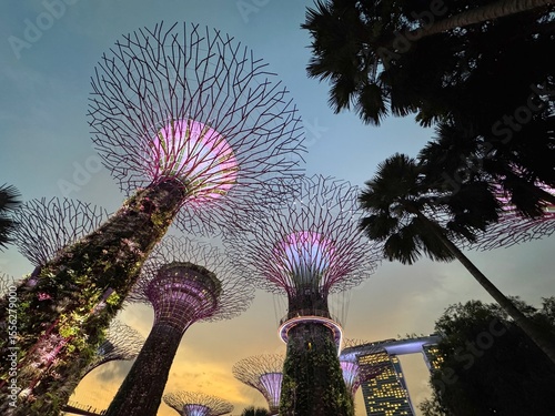 Gardens by the Bay Supertree Grove View, Singapore