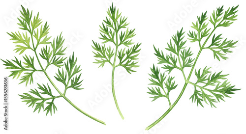 Three Sprigs Of Vibrant Green Dill Grace A White Backdrop In A Delicate Watercolor Style Evoking Freshness And Organic Beautyperfect For Culinary Projects