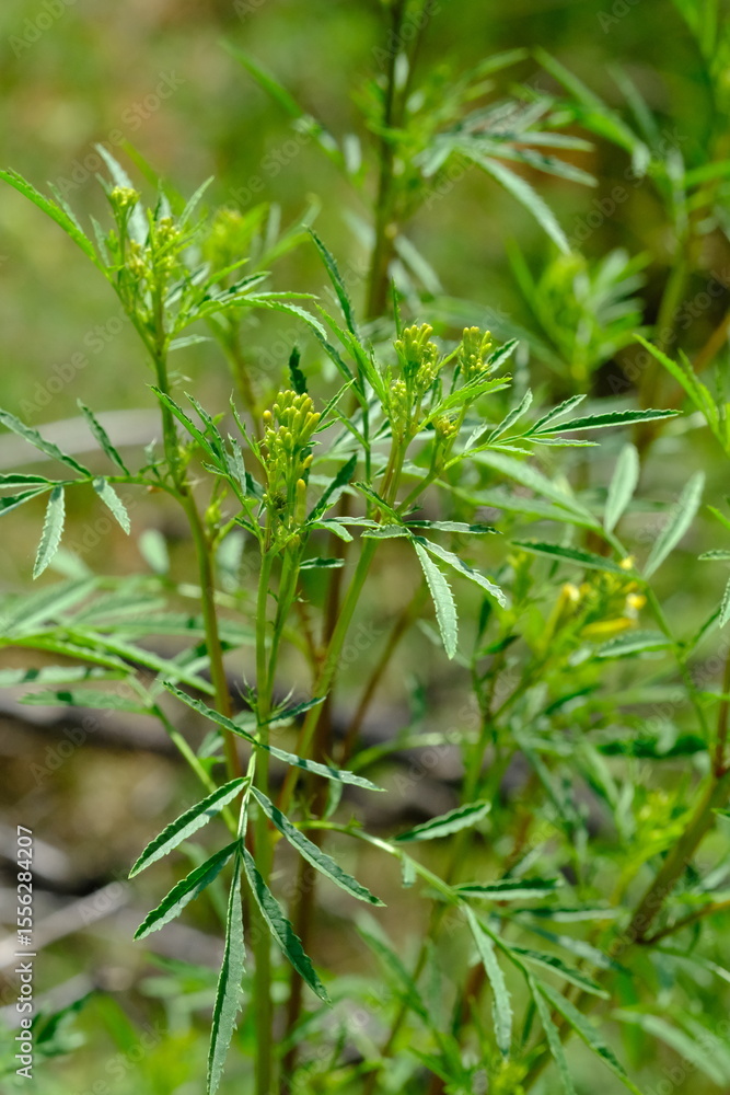 Fototapeta premium Green Foliage in Pretoria Botanical Gardens