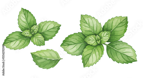 Watercolor Illustration Showcases Three Fresh Vibrant Green Mint Sprigs Arranged Against A White Background Capturing A Feeling Of Natural Freshness