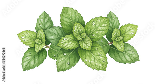 Watercolor Illustration Of Fresh Mint Leaves With Water Droplets Showcases Vibrant Green Hues And Delicate Details Against A Clean White Backdrop