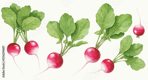 Fresh Radishes With Vibrant Green Leaves Are Beautifully Displayed In A Watercolor Vector Illustration That Evokes A Sense Of Natural Freshness