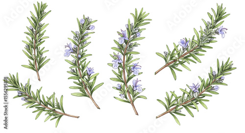 Botanical Watercolor Illustration Of Several Sprigs Of Flowering Sage Leaves Showcasing A Delicate Organic And Realistic Style On A Clean White Background
