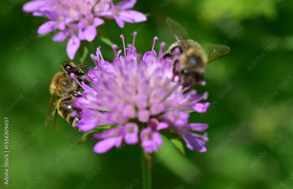 Biene auf einer Witwenblume Biene auf einer Witwenblume