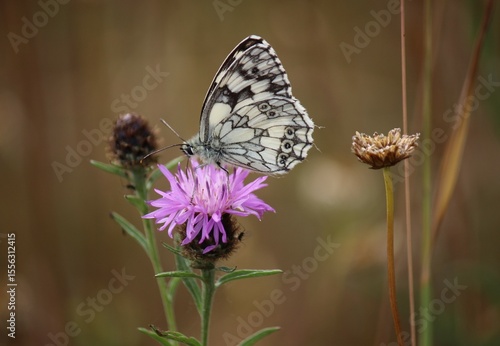 Photos Marbled white butterfly on a knapweed
