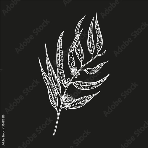 Eucalyptus - botanical drawing in engraving style for cooking, aromatherapy, garden, medicinal concept. Herb sketch outline illustration, hand drawn floral vector clipart