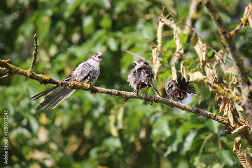 Three long-tail tits on a branch