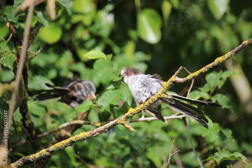 Young long-tailed tit on a branch