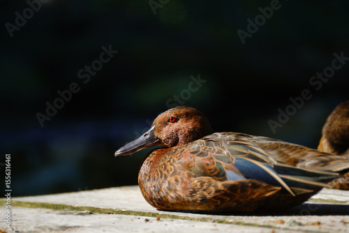 The cinnamon teal also known as Spatula cyanoptera.