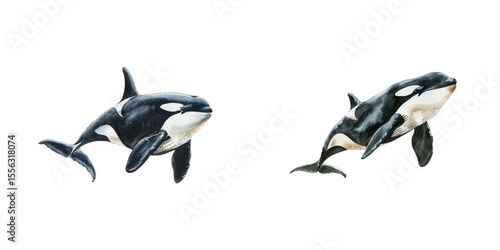 orca whale watercolor vector illustration