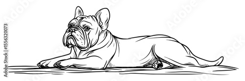 hand drawn bulldog lying down – pet dog vector line art