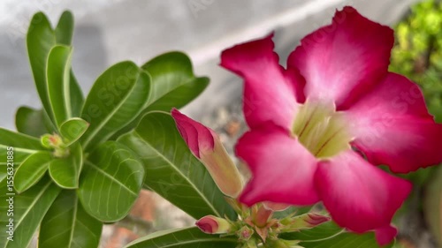 Wallpaper Mural pink tulips in the garden Torontodigital.ca