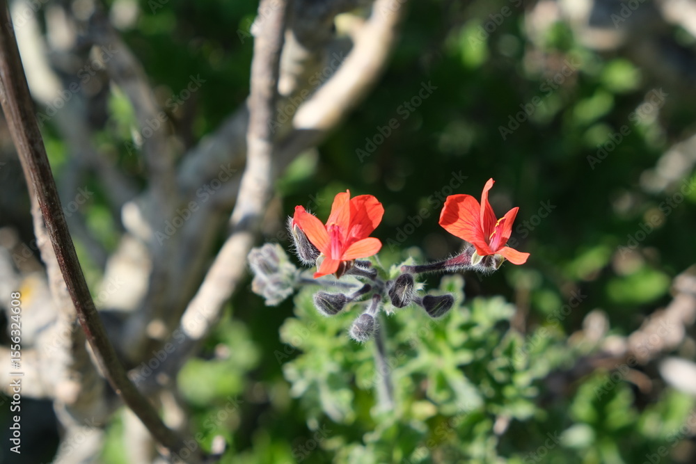 Obraz premium Close-up of Red Flowers in Jaloersbaai