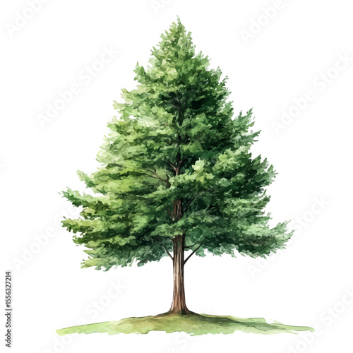 A Dawn Redwood Tree, watercolor clipart vector, isolated on a white background.