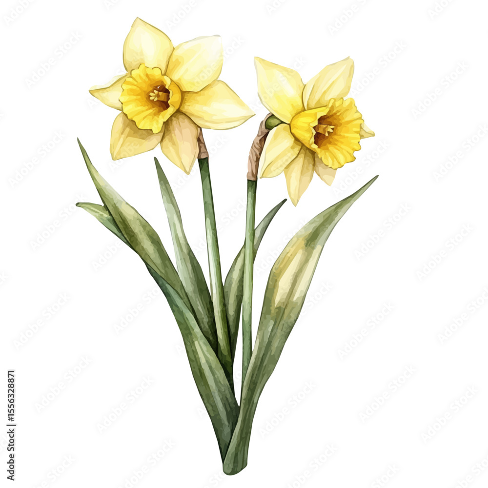 Obraz premium watercolor of A Daffodil Stem Bouquet, vector, isolated on a white background.