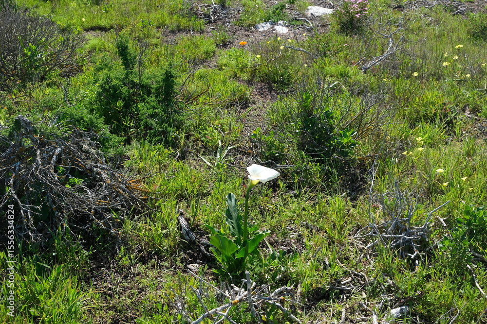 Fototapeta premium Vegetation in Jaloersbaai, St Helena Bay
