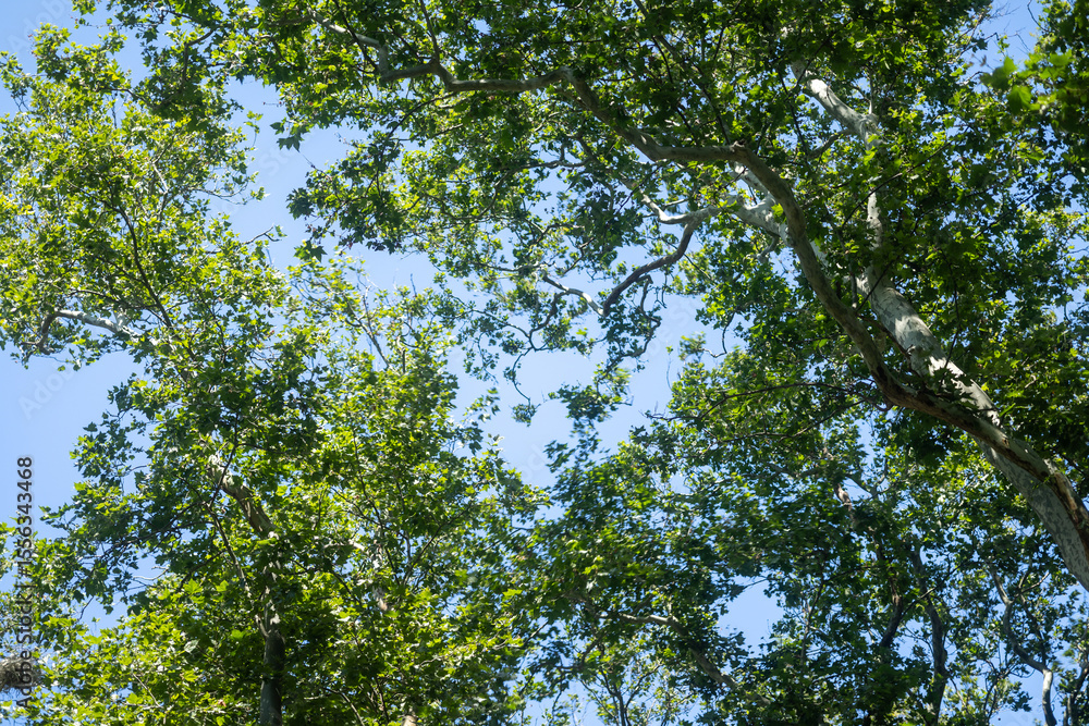 Obraz premium green leaves in the forest sun