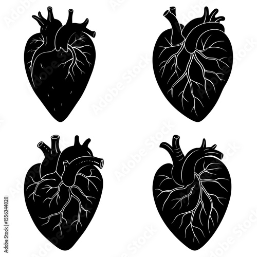 Four anatomical heart illustrations in black and white showing veins and arteries in detailed drawing style