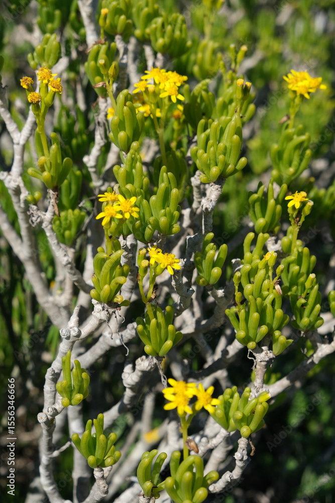 Obraz premium Succulent Plant with Yellow Flowers