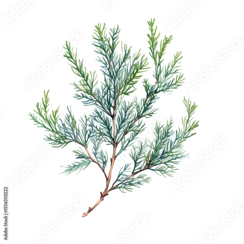 watercolor vector of A Cedar Plant, isolated on a white background.