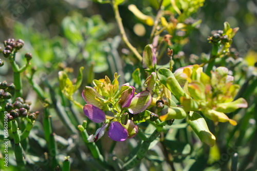 Wallpaper Mural Vibrant Wildflowers in West Coast National Park Torontodigital.ca