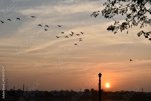 Birds flying over the sunset