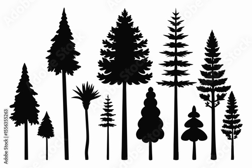 Collection of silhouettes various evergreen trees conifers
