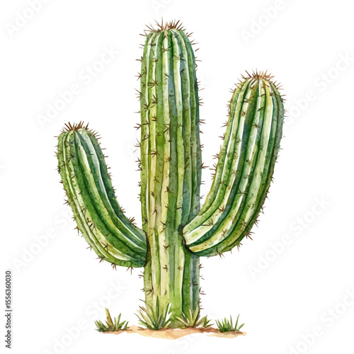 A Cactus Plant, watercolor drawing vector, isolated on a white background.