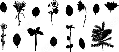 Set of silhouettes of flowers, leaves and branches. Suitable for creating patterns, textile designs, icons. Black image on a white background, separate single elements