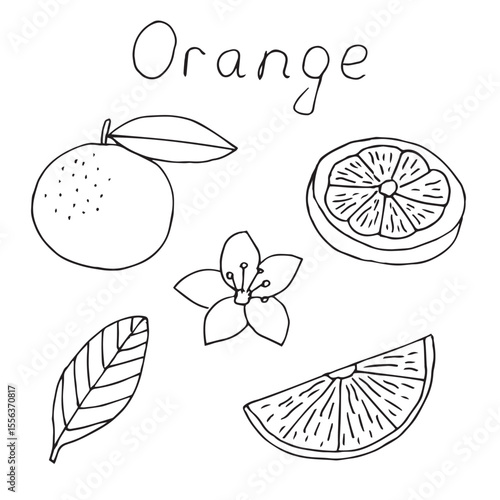 Orange doodle set, hand drawing, vector illustration