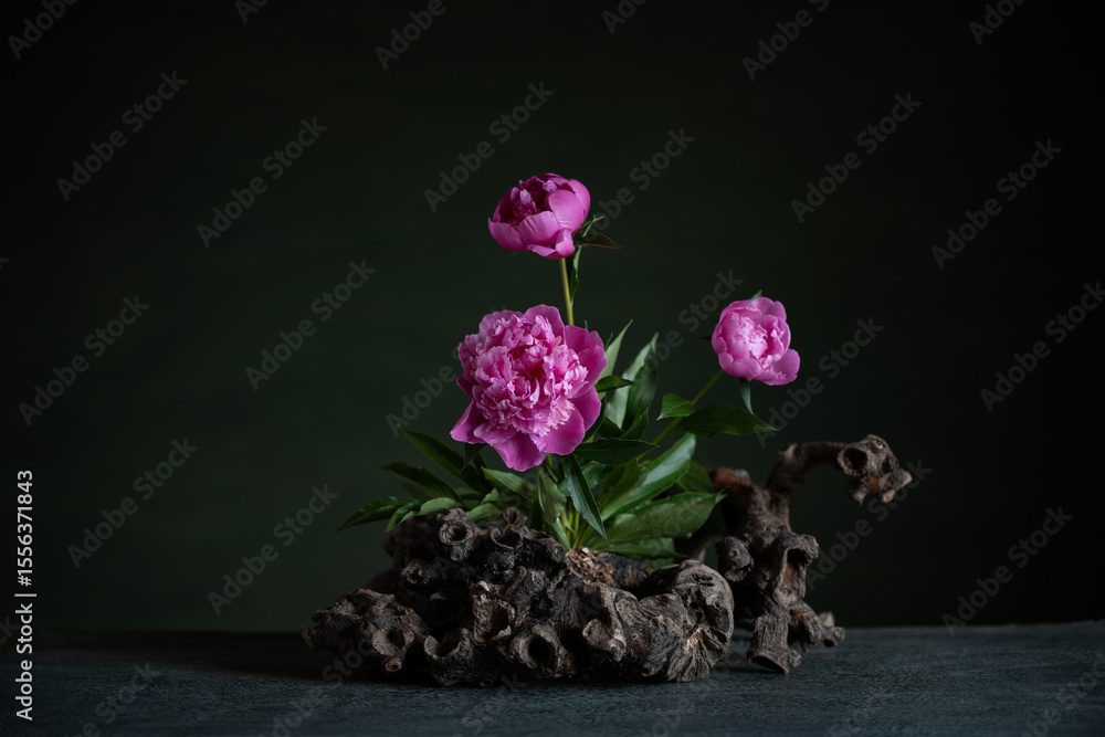 Fototapeta premium Graceful peonies, radiating elegance and tenderness, with branches and snags. A harmonious combination of the beauty of nature and artistic skill.