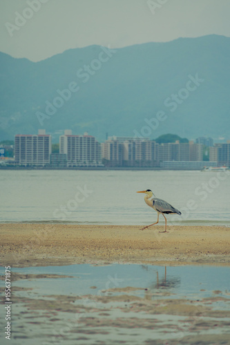 Heron on the beach on Miyajima 