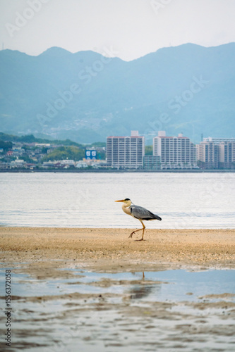Heron on the beach on Miyajima 